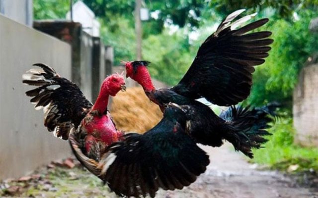 Những lễ hội dân gian gắn liền với bộ môn chọi gà tại Việt Nam