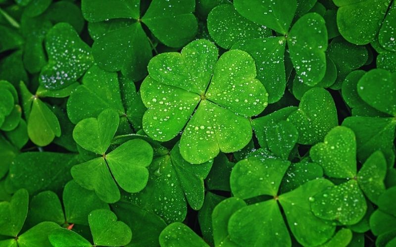 Tại sao các biểu tượng may mắn lại thường là hình cỏ 4 lá?