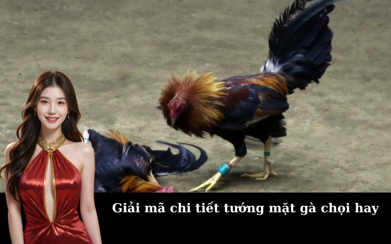 Giải mã chi tiết tướng mặt gà chọi hay