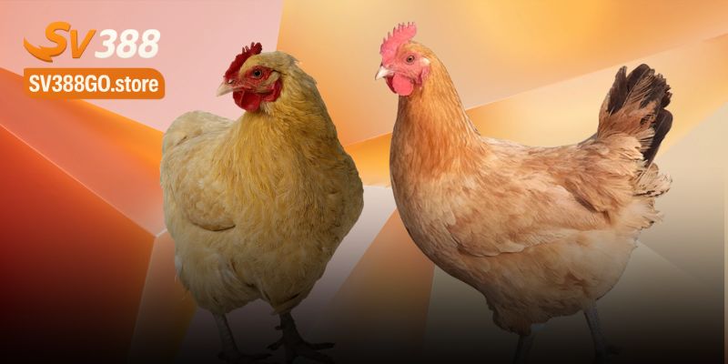 Đặc Điểm Sinh Học Nuôi Dưỡng Gà Quý